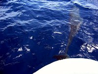 Lots of fun seeing the dolphins.  