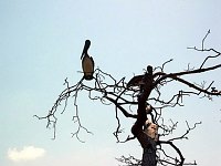 Pelican in a tree at one of the small cayes on our way back towards the mainland.  