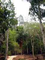 One of the large pyramids at Tikal seen rising from the jungle in the distance.  